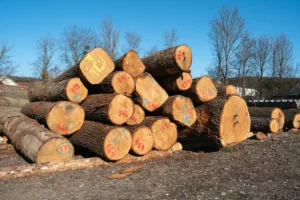 Eiche Rundholz